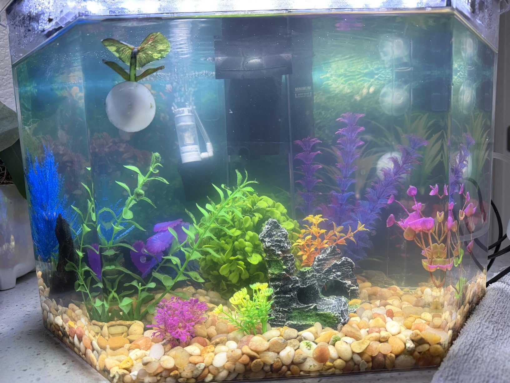 Koller Products Plastic 3-Gallon Aquarium Starter Kit with 4 Colors LED Lighting and Complete Filtration, Ideal for a Variety of Tropical Fish, Betta Fish, Tropical Fish, Cichlids, Ornamental Shrimp customer photo 2