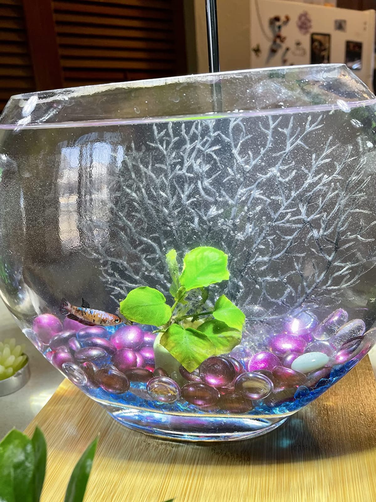 hygger Mini Glass Oblate Fish Bowl Kit, Small Fish Tank Comes with Blue Aquarium Decor Stones and Plastic Fan Branch Tree Ornament customer photo 2