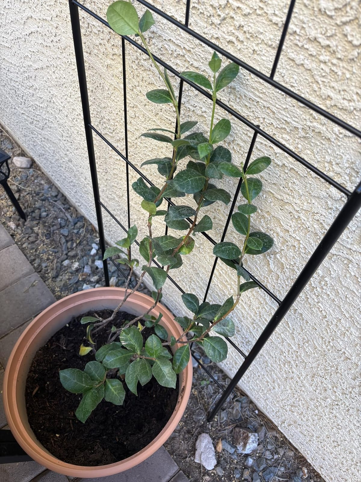 LZRS 71 x 80in Rustic Iron Arch Decoration Garden Trellis with Black Metal Coating – Perfect for Supporting Climbing Plants Outdoor, Roses, Vines, Flowers, and Vegetables. customer photo 2