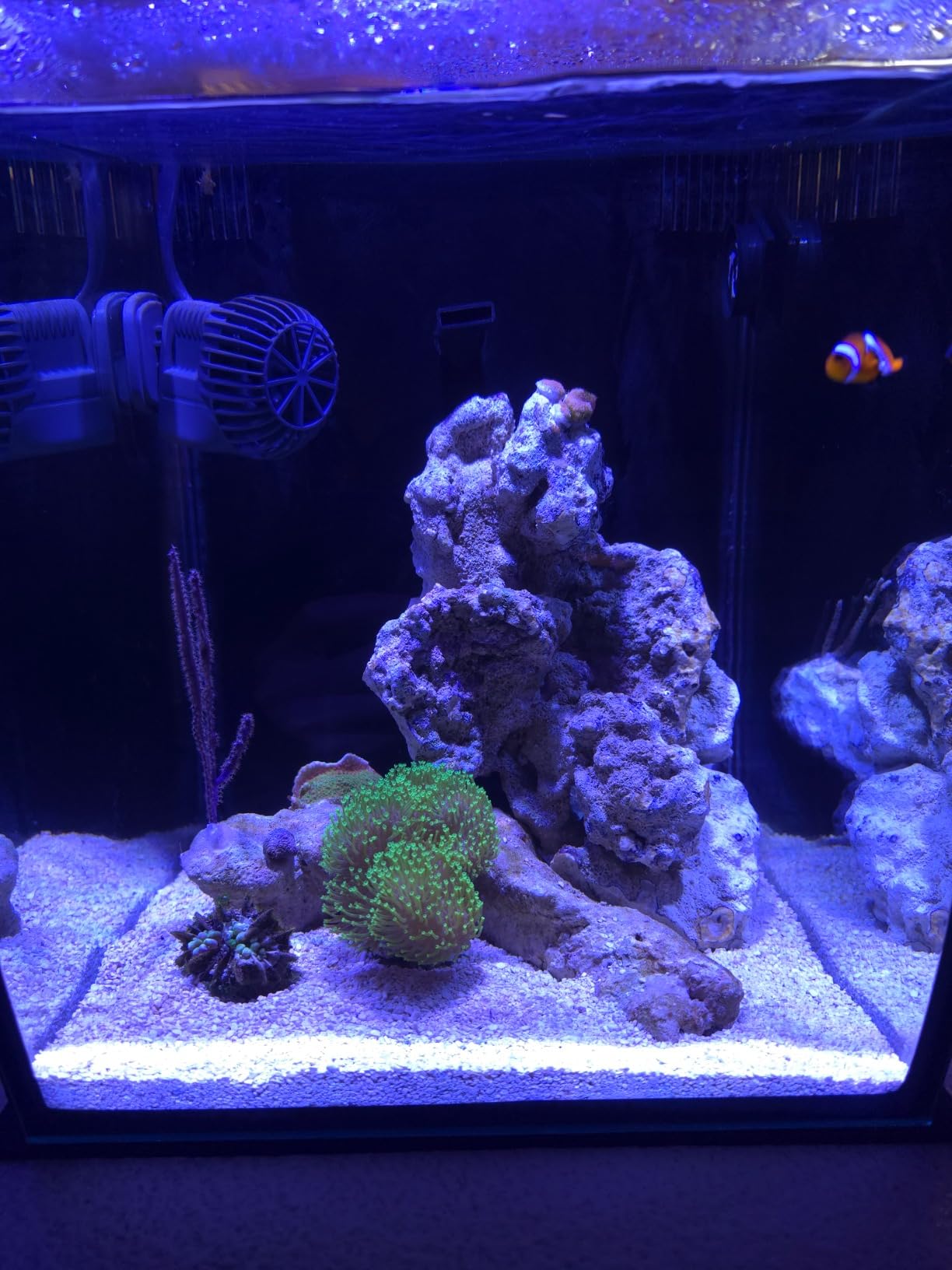 Aquatop 8.6 Gallon Bow Front Glass Aquarium Kit with Filter and LED Lighting - All in One Desktop Fish Tank, Ideal for Freshwater and Saltwater, BFK-08 customer photo 2