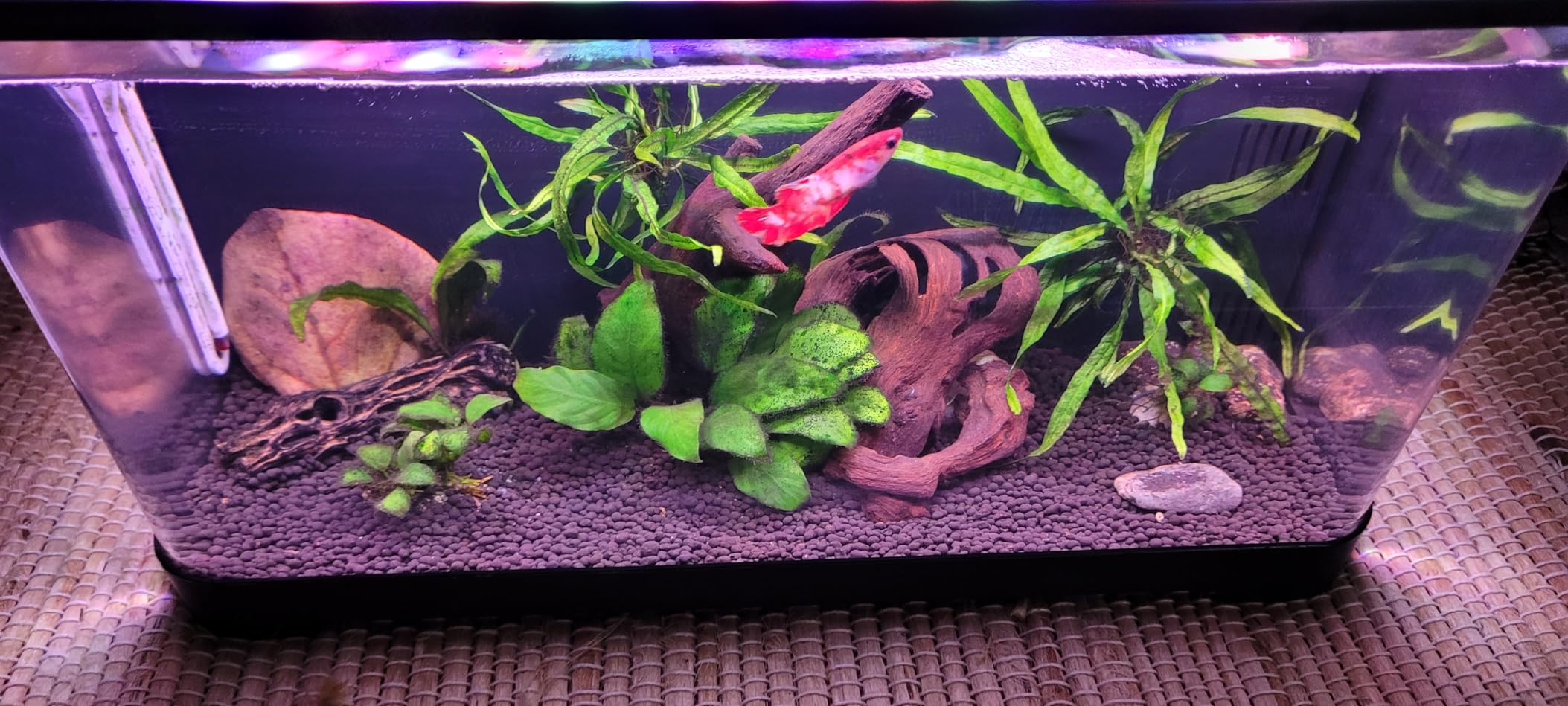 3.5 Gallon Betta Fish Tank, Plastic, All in One Aquarium Starter Kit customer photo 1